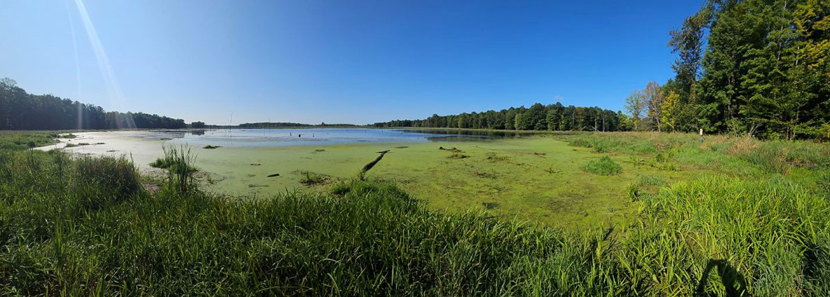 image of wetlands